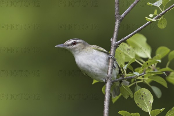 Red-eyed Vireo (Vireo olivaceus), Ontario, Canada