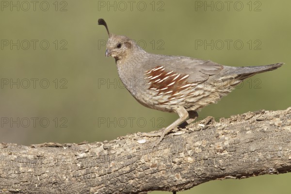 Gambel's Quail (Callipepla gambelii) perched on a branch in southern Arizona, USA