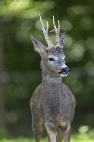 Portrait of a male Roe Deer, Roe buck (Capreolus capreolus). Some green vegetation in the distant background