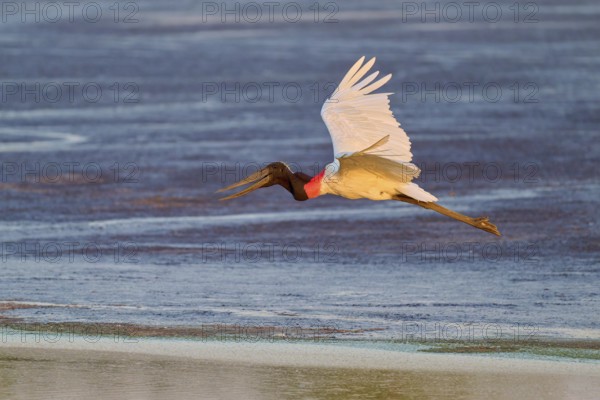 A large bird flies over water in the soft morning light, Jabiru (Jabiru mycteria), Pantanal, Mato Grosso, Brazil