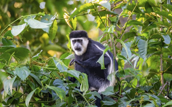 West African guereza or mantelaffe (Colobus guereza occidentalis) eating leaves, Bigodi, Western Region, Uganda
