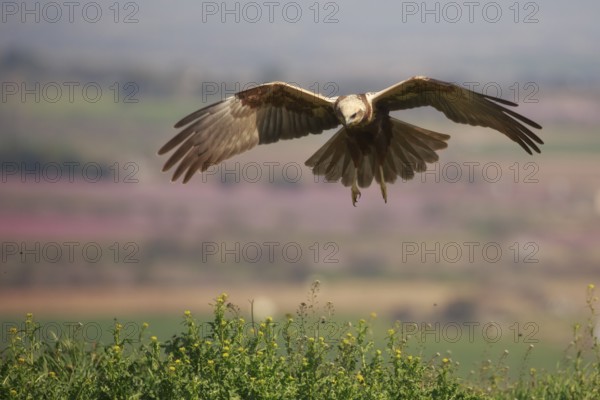Western Marsh Harrier (Circus aeruginosus) female flying, Spain