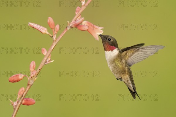 Ruby-throated Hummingbird (Archilochus colubris) male flying while feeding on flower nectar, Texas, USA