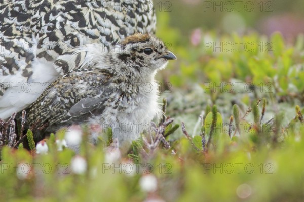 White-tailed Ptarmigan (Lagopus leucurus) in the alpine habitat of British Columbia, Canada