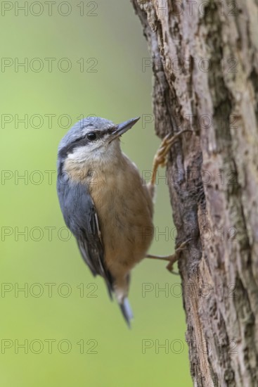 Eurasian nuthatch (Sitta europaea), Sittelle torchepot, Trepador Azul, Neustadt an der Weinstra?e County, Tiszaalpár, Kiskunsági National Park, Bács-Kiskun, Hungary