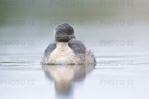 Hoary-headed Grebe (Poliocephalus poliocephalus), Victoria, Australia