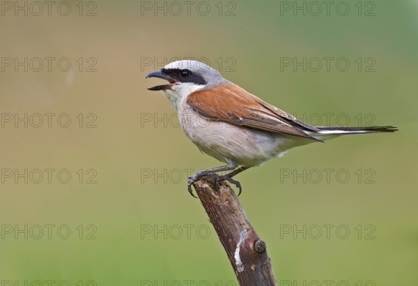 Red-backed Shrike (Lanius collurio) male calling from branch, Aosta Valley, Italy