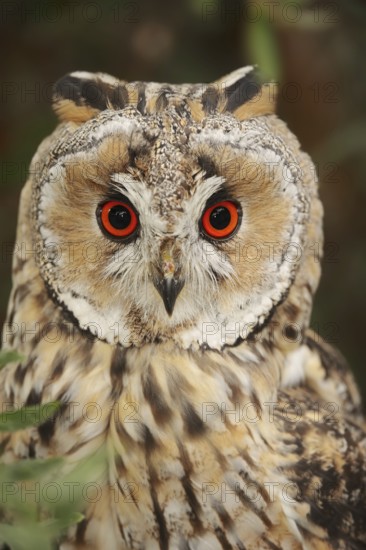 Long-eared owl (Asio otus), portrait, North Rhine-Westphalia, Germany