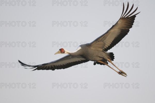 White-naped Crane (Antigone vipio) flying, Arasaki, Japan