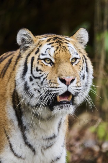 Siberian tiger or Amur tiger (Panthera tigris altaica) portrait, captive, habitat in Russia