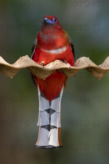 Red-headed Trogon (Harpactes erythrocephalus helenae) male, Yunnan, China