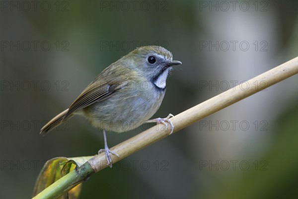 White-gorgeted Flycatcher (Anthipes monileger), Thailand