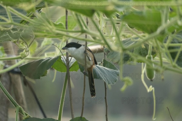 A long-tailed shrike or rufous-backed shrike (Lanius schach), Sreepur, Gazipur, Bangladesh