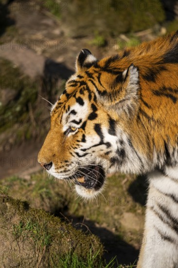 Portrait of a Siberian tiger (Panthera tigris tigris) in a forest, captive, incidence in Russia and Northeast China