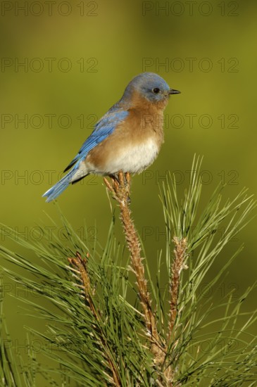 Eastern Bluebird (Sialia sialis), Texas, USA