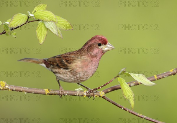 Purple Finch (Haemorhous purpureus) male, British Columbia, Canada