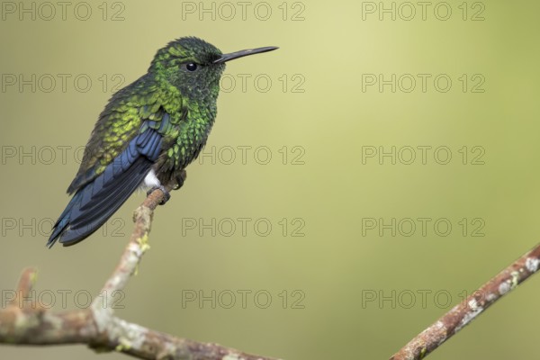 Steely-vented Hummingbird (Amazilia saucerrottei) perched on a branch in Colombia, South America