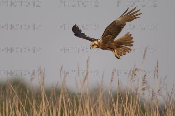Marsh harrier (Circus aeruginosus), Texel, Netherlands