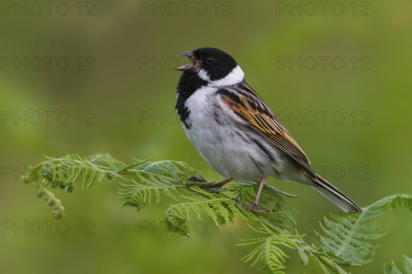Common Reed Bunting (Emberiza schoeniclus) male singing, Greater London, United Kingdom