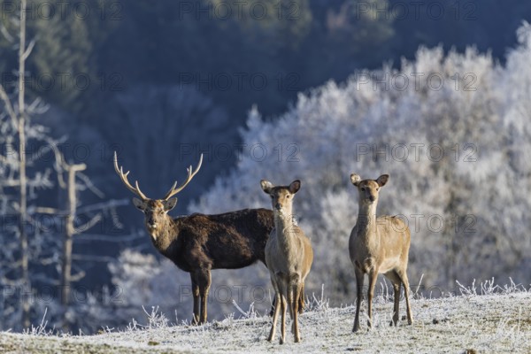 A herd of Japanese sika deer (Cervus nippon nippon) stands on a frost-covered meadow in hilly terrain. A frost-covered forest can be seen in the background. Southern Honshu, Shikoku, and Kyushu, Japan
