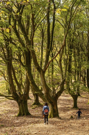 Mother and son in the beech forest on the Urdaburu mountain in Errenteria at sunset, Gipuzkoa. Basque Country