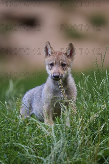 Timber Wolf (Canis lupus), cub, captive, Germany