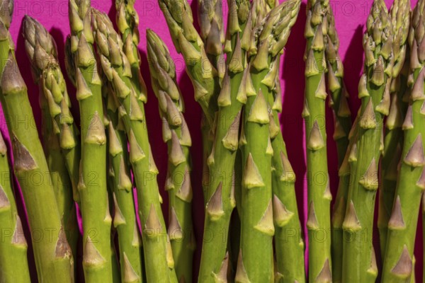 A bundle of fresh green asparagus spears stand out against a vibrant pink background, highlighting their natural texture and vivid color. Ideal for food and health themes