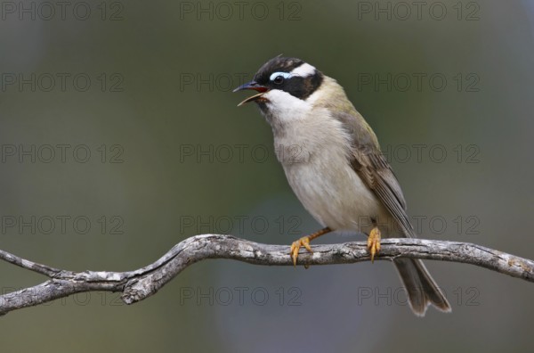 Black-chinned Honeyeater (Melithreptus gularis), Victoria, Australia