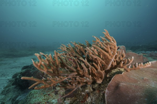 Large staghorn coral, small polyp stony coral (Acropora muricata) in clear blue water, spreading over a reef. Dive site Sodwana Bay National Park, Maputaland Marine Reserve, iSimangaliso Wetland Park, KwaZulu Natal, South Africa