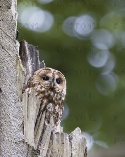 Tawny Owl (Strix aluco), North Rhine-Westphalia, Germany