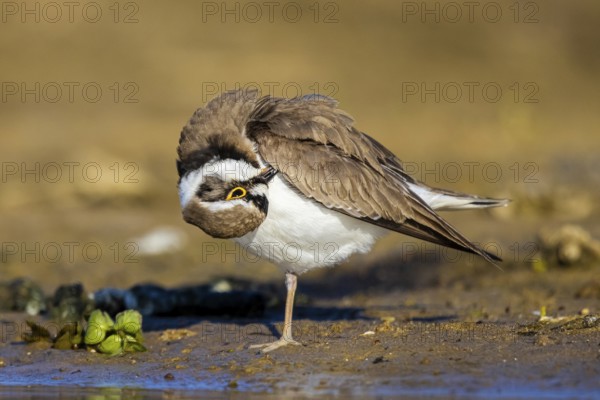Little Ringed Plover (Charadrius dubius) preening, North Rhine-Westphalia, Germany