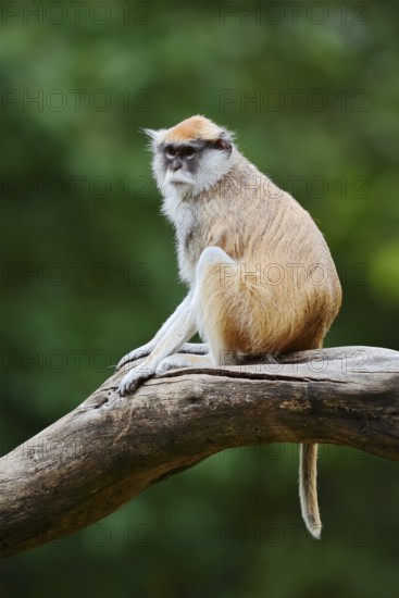 Western hussar monkey (Erythrocebus patas patas), captive, occurring in Africa