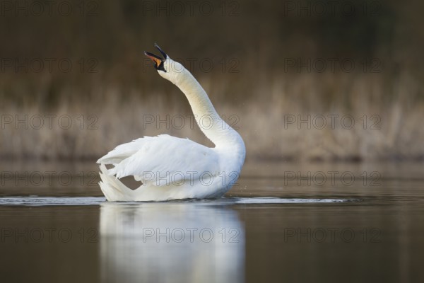 Mute swan (Cygnus olor) adult bird stretching it's neck on a lake, Norfolk, England, United Kingdom