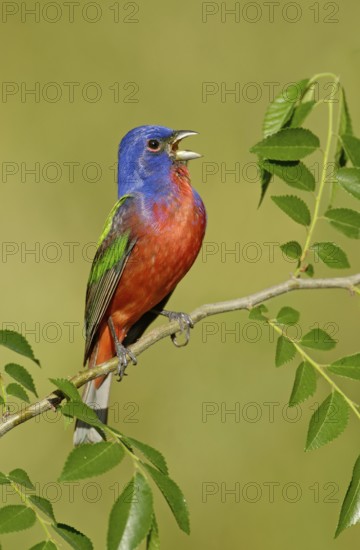 Painted Bunting (Passerina ciris) male singing, Texas, USA