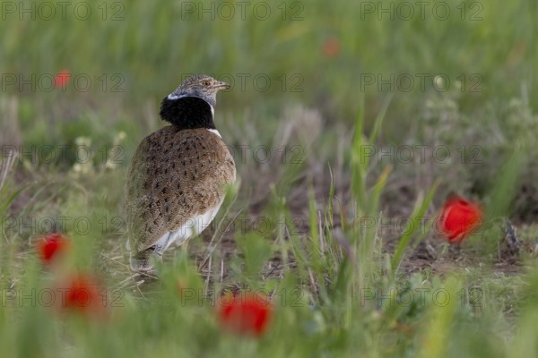 Little bustard (Tetrax tetrax), male, courtship display, poppy, Catalonia, Spain