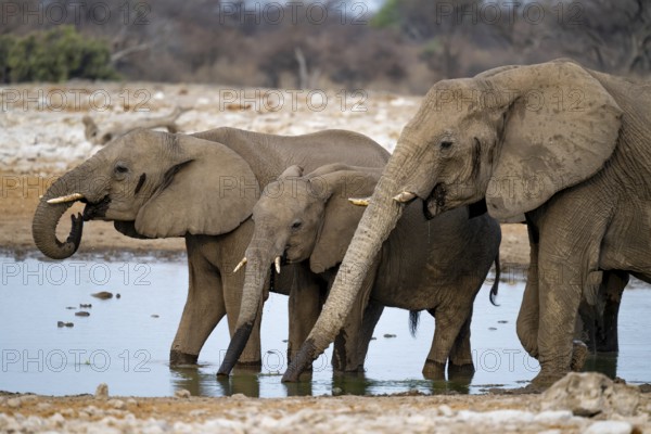 African elephant (Loxodonta africana) drinking at a watering hole, Etosha National Park, Namibia