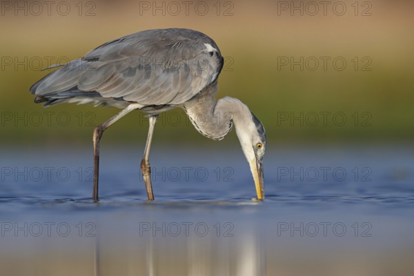 Great Egret, Heron, foraging, (Ardea cinerea) Salalah, Raysut, Dhofar, Oman