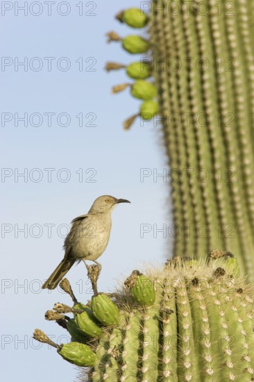 Curve-billed Thrasher (Toxostoma curvirostre), Arizona, USA