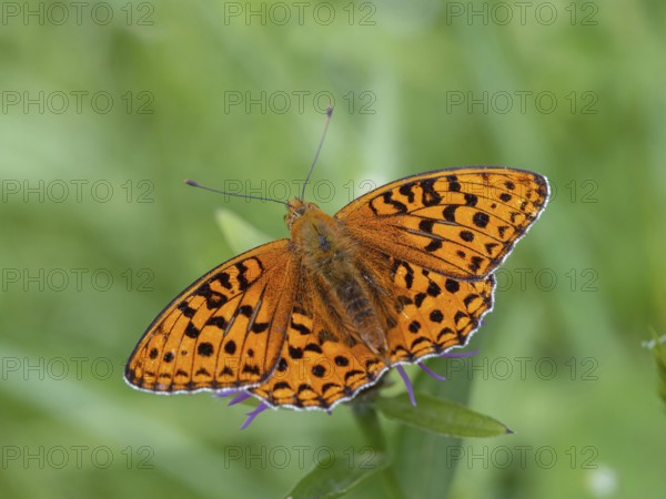 High brown fritillary (Argynnis adippe), High brown fritillary, butterfly, insect, Black Forest, Feldberg region, Baden-Württemberg, Germany