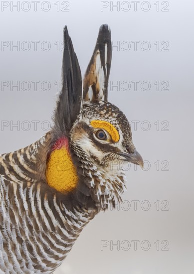 Greater Prairie Chicken (Tympanuchus cupido) male, Colorado, USA