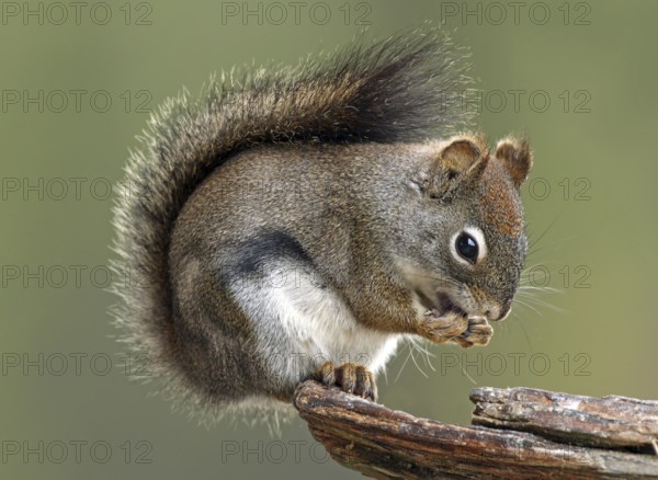 North American Red Squirrel (Tamiasciurus hudsonicus) sitting on wood pile feeding, British Columbia, Canada