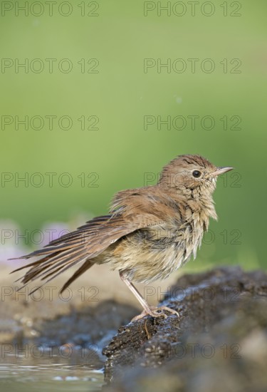 Common Nightingale (Luscinia megarhynchos) drying at waterhole, Aosta Valley, Italy