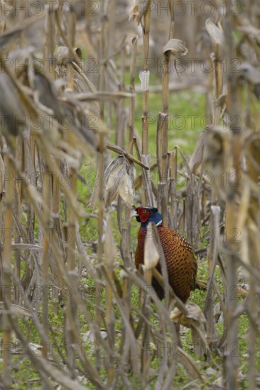 Pheasant (Phasianus colchicus), Lower Austria