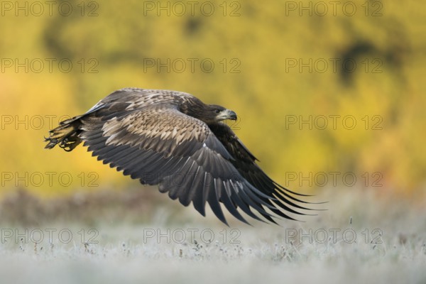 White-tailed Eagle (Haliaeetus albicilla) juvenile flying, Poland