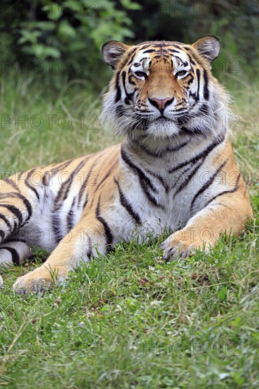 Siberian tiger (Panthera tigris altaica), adult, alert, in the grass, portrait
