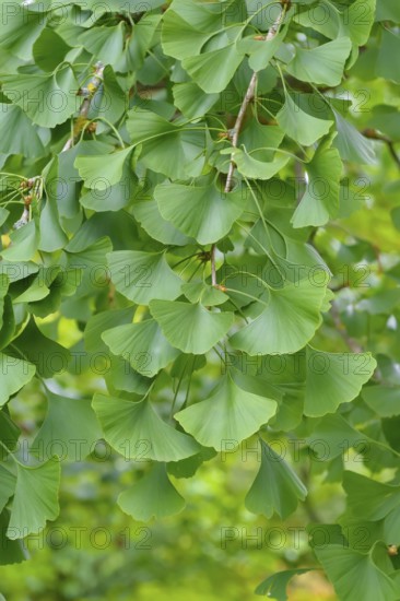 Maidenhair tree (Ginkgo biloba), Giessen Botanical Garden, Federal Republic of Germany