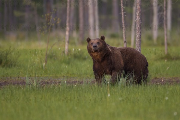 Eurasian Brown Bear (Ursus arctos), Kuhmo, Finland