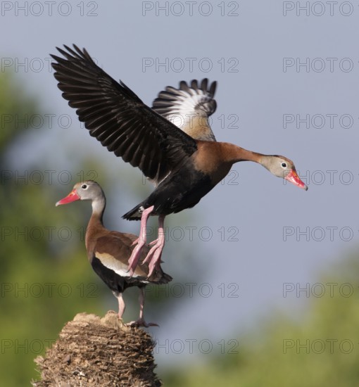 Black-bellied Whistling Duck (Dendrocygna autumnalis) flying, Florida, USA