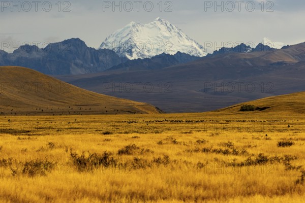 Breathtaking Mount Cook surrounded by golden fields in the Canterbury region of New Zealand, offering a stunning blend of natural beauty