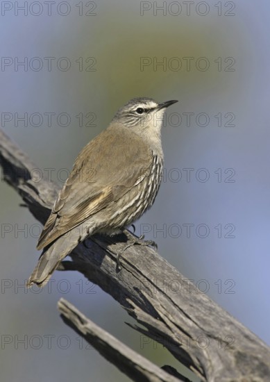White-browed Treecreeper (Climacteris affinis), Queensland, Australia